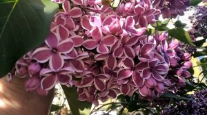 Сирень сорт*Сенсация*.3.06.21.