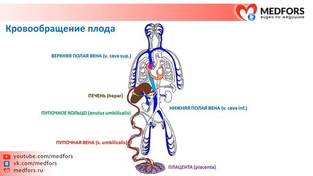 Особенности кровообращение плода.