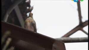 «Воображариум». Выпуск №9. «Феникс»