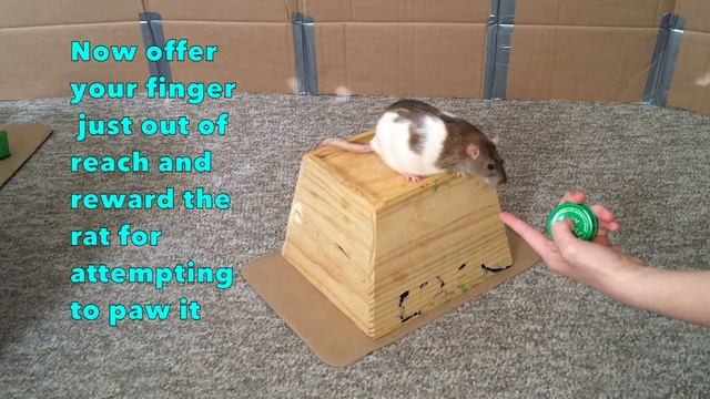 10 Intermediate Tricks To Train Your Rats - Mini Tutorials смотреть онлайн