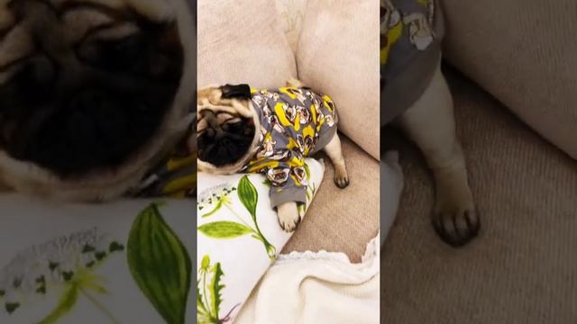 Купила Мопсу комбинезон! смотреть онлайн