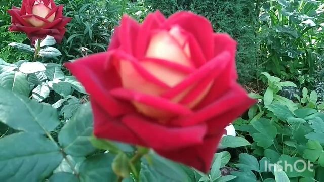 Вот кто ест мои бутоны на розах.... смотреть онлайн