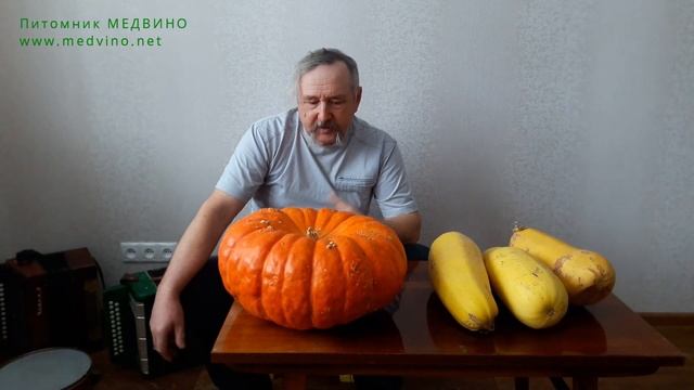 Как хранить тыкву правильно смотреть онлайн