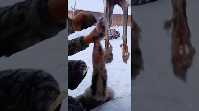 Снятие шкуры лисы смотреть онлайн