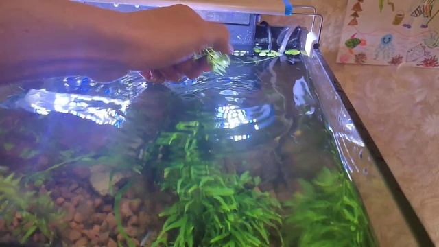 Аквариум куб отчёт 03.03.2024 Кошу роголитник, металлическая подставка под море смотреть онлайн