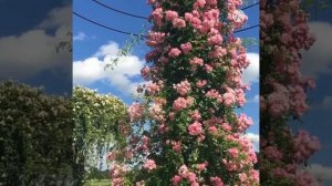 Видеообзор 10 сортов плетистых роз-рамблеров, которые станут украшением любого сада.