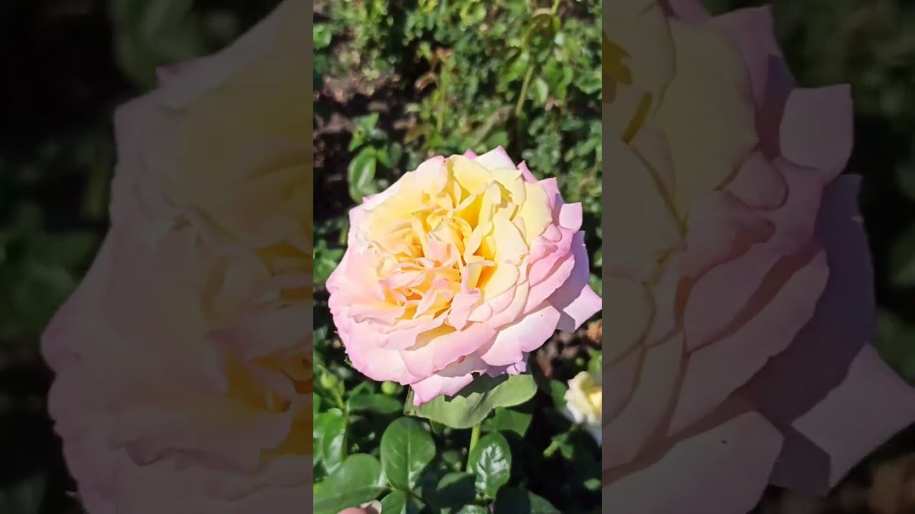 rosebushes.ru #garden #цветы #сад #дача #plants смотреть онлайн