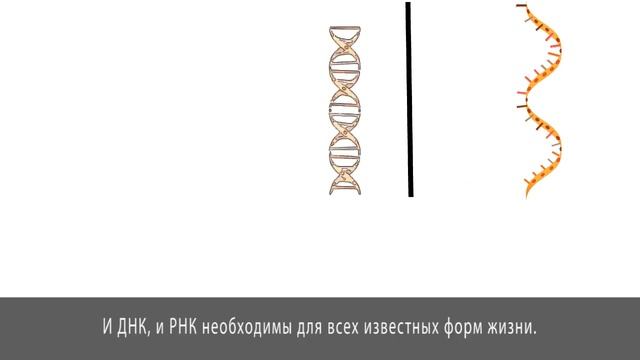 Что такое Нуклеотид | Основа ДНК смотреть онлайн