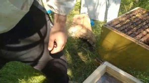 Майские отводки,на две рамки пчелы!расширение пасеки!