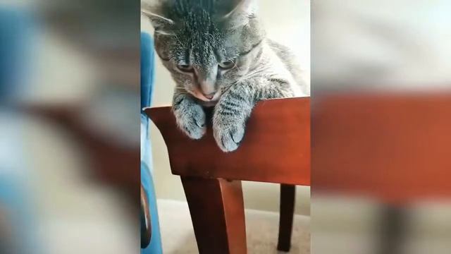 Новые приколы смех животные 2019 смотреть онлайн