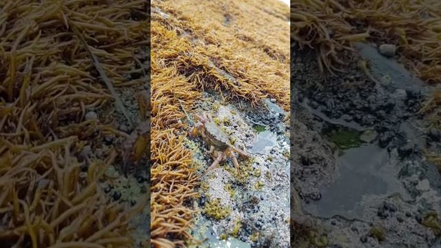 Жизнь в море. Ракушки, крабы. Остров Сахалин смотреть онлайн