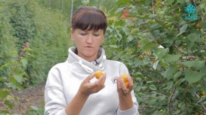 Абрикос Краснощекий