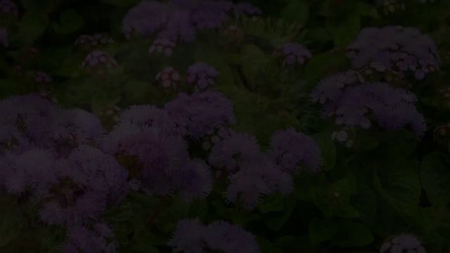 Агератум Ageratum смотреть онлайн
