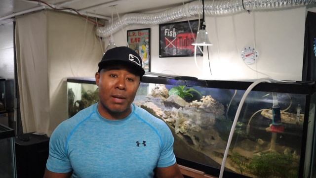 Don't be SCARED! Brackish Water Tanks and Mudskippers are EASY! смотреть онлайн