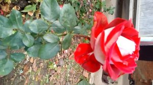 Роза Николь. Без слов.