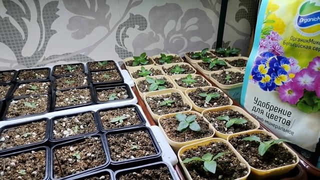 Результат пикировки пентаса и эустомы, тест Органик Микс для цветов Бельгийская серия + Аминорост смотреть онлайн