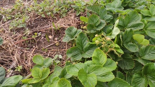 Собираю дачную клубнику, часть 2 смотреть онлайн