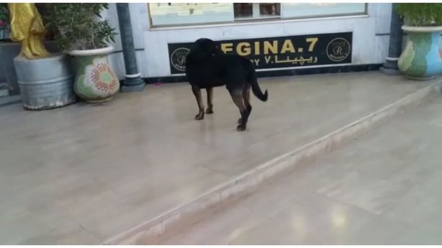 Tasting the atmosphere around Old market, Sharm el sheikh смотреть онлайн