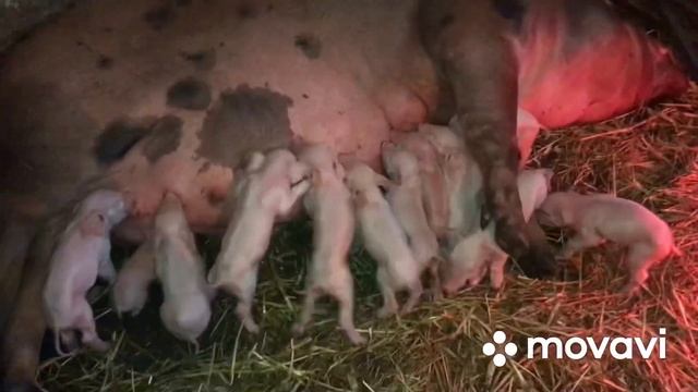 Очень много поросят//Незнаю что с ними делать смотреть онлайн