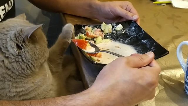 Кошка и Правильное Питание смотреть онлайн