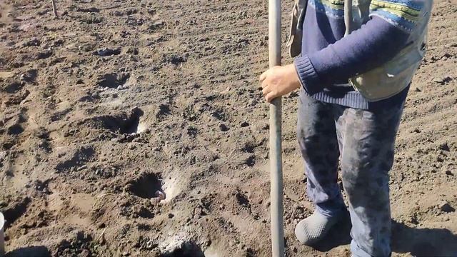 как избавиться от проволочника при посадки картофеля. смотреть онлайн