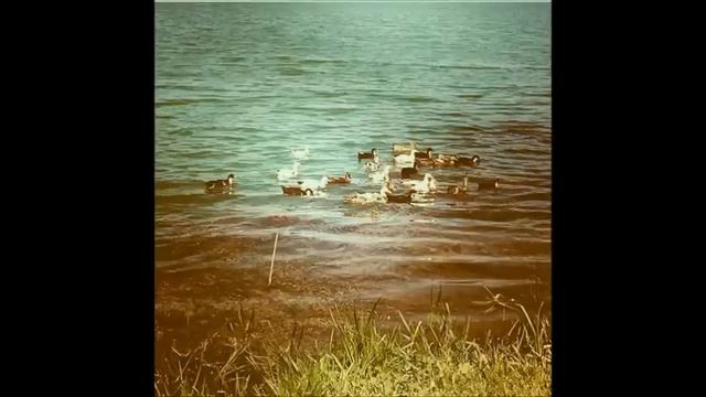 Sevil Gedebeyli - Bas Saritel ~ Segah _ şeir / Bu Daglarin Qucaginda #aşıq #saz #gədəbəy #trend