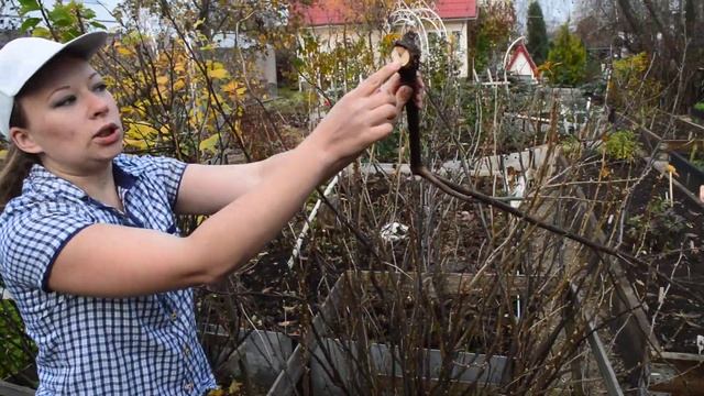 Обрезка смородины: черная, красная, белая смотреть онлайн