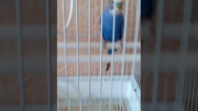 Кошка попугай и черепаха которая любит спать в темноте смотреть онлайн