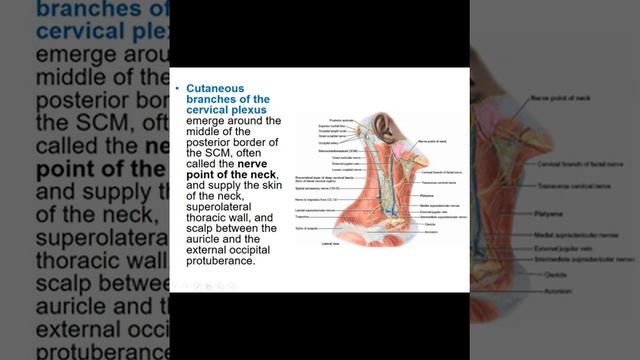 Dr.Zafar Gross Anatomy 2nd year 08-06-2020 | Cervical region (Nerves & Vessels) & Clinical смотреть онлайн
