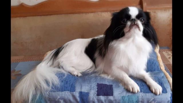 Ответчик вопросов в прямом эфферентном эфире