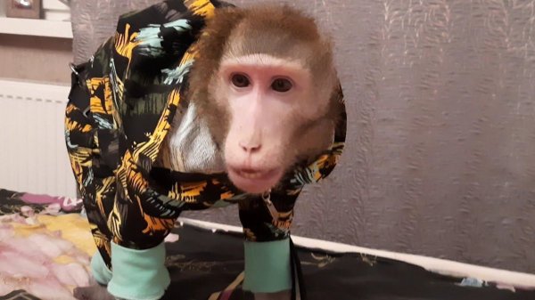 Фёдор перед сном, хулиганит и балуется #monkey #обезьяна #домашняяобезьяна #macaque #macaca