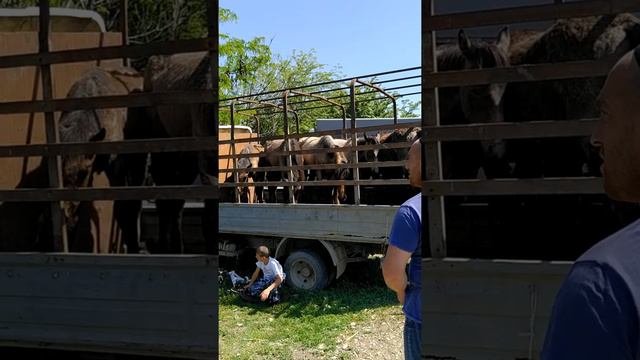 16 мая 2021 г.Скотный рынок лошадей Чечня смотреть онлайн