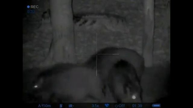 Зимняя охота с вышки на кабана с ночным прицелом Pulsar смотреть онлайн