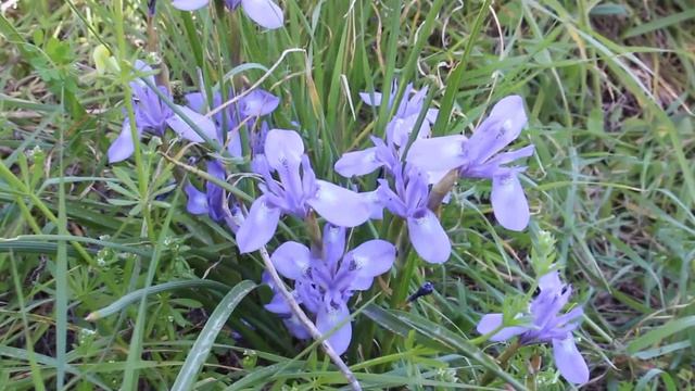 Moraea sisyrinchium - cyprus смотреть онлайн