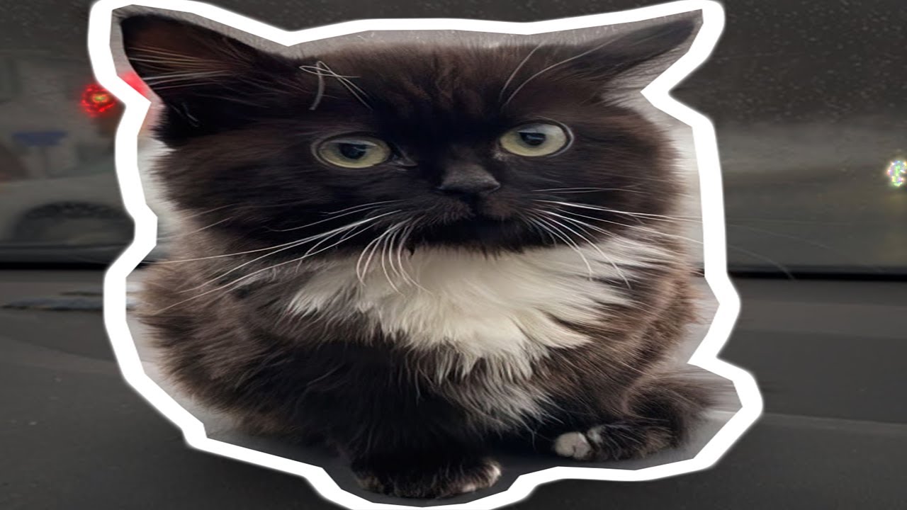 ЧМОНЯ — ОТКУДА МЕМ? смотреть онлайн