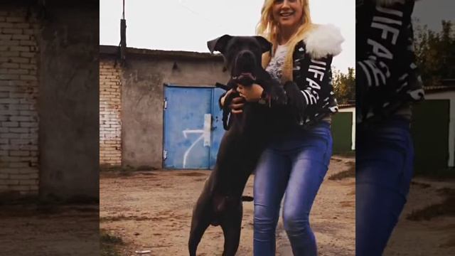 Кане корсо смотреть онлайн