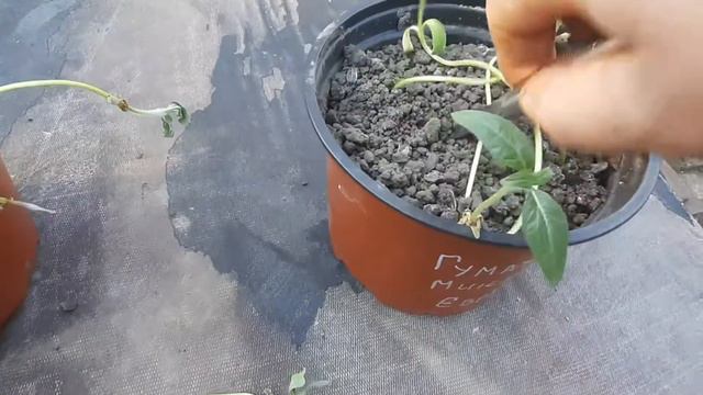 Результат обработки семян подсолнечника, Гуматом и Микроэлементами. смотреть онлайн