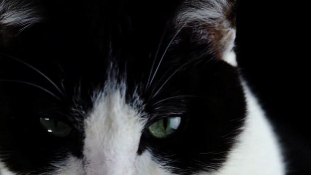 Братья, наши меньшие нуждаются в защите, и поддержке. Давайте помогать им друзья. смотреть онлайн