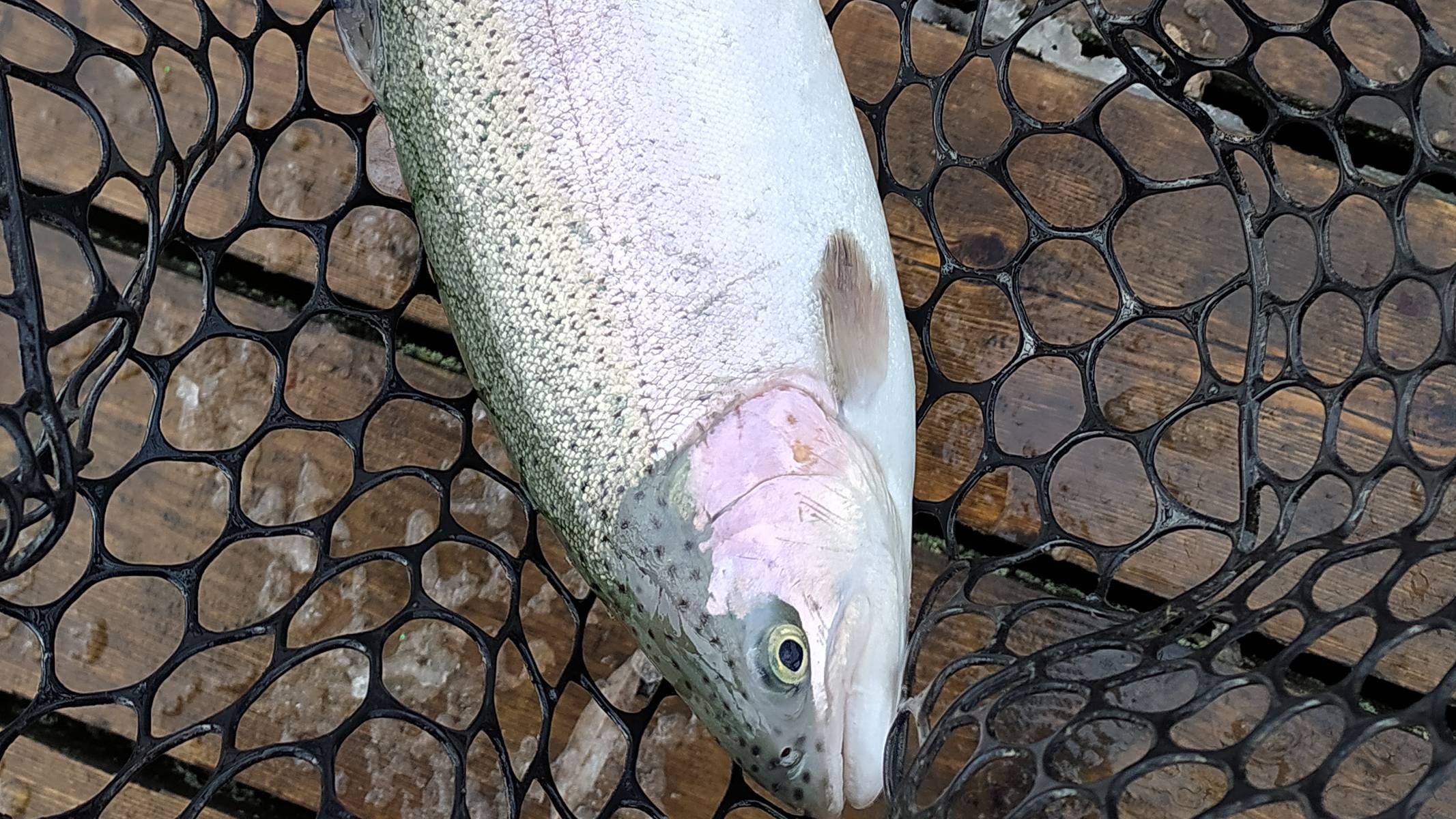 FISHERIX. С новичком за конопатой