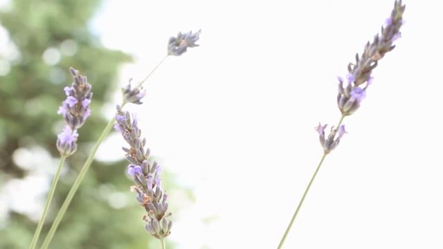 Lavender Wedding смотреть онлайн