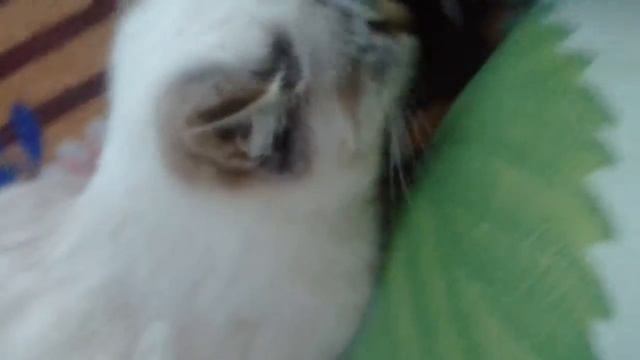 Про белянку смотреть онлайн