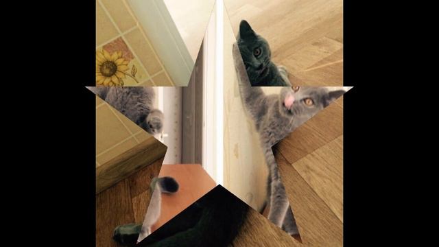 кот британец.смешное видео смотреть онлайн