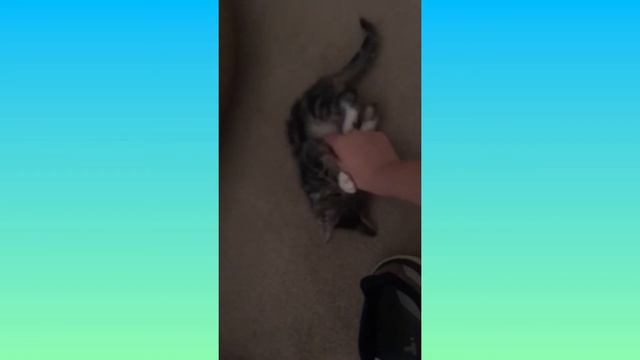 Meet Otis!! смотреть онлайн