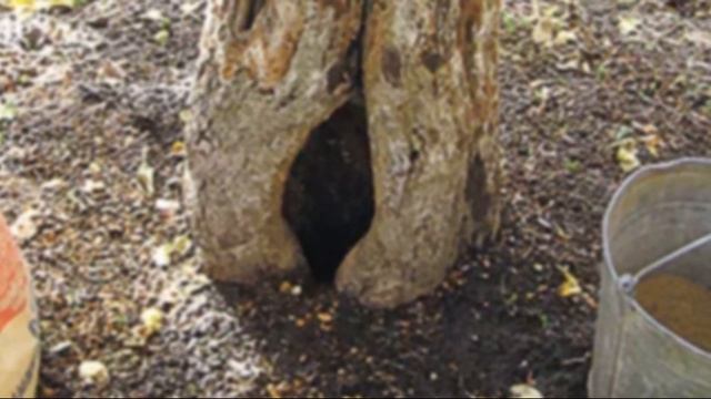 Чем можно заделать дупло в дереве яблони