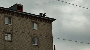 Почему люди падают с большей высоты