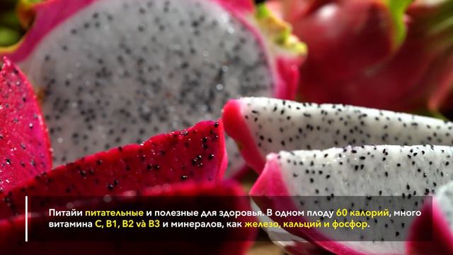 Географические указания: Питайя из провинции Бинь Тхуан смотреть онлайн