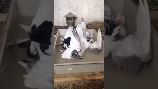 голуби пермские высоколетные 2 смотреть онлайн