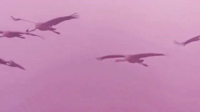 Клип на песню Журавли/кавер 2020 смотреть онлайн