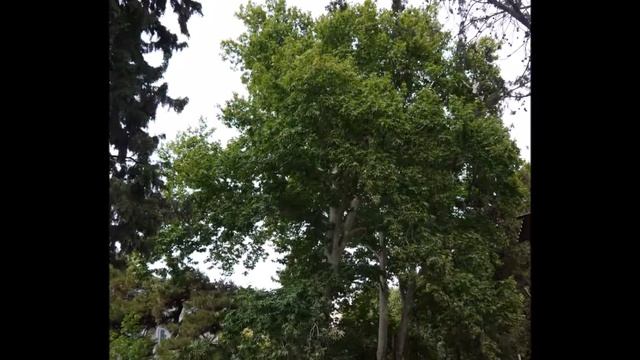 Чинары Гянджи - фотозарисовки смотреть онлайн