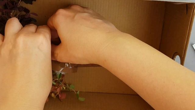 Упаковка растений(укорененных и черенков) для отправки почтой?